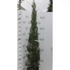   Oszlopos leylandi ciprus CUPRESSOCYPARIS LEYLANDII PYRAMIDALIS clt18 H150/175 ces