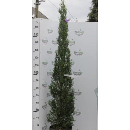 Oszlopos leylandi ciprus CUPRESSOCYPARIS LEYLANDII PYRAMIDALIS clt18 H150/175 ces