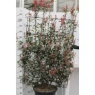 Korallberkenye spallier PHOTINIA FRASERI ANGUSTIFOLIA clt35 H120/140 SPALLIER