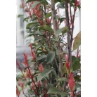 Korallberkenye spallier PHOTINIA FRASERI ANGUSTIFOLIA clt35 H120/140 SPALLIER
