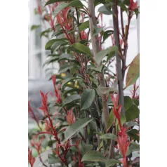   Korallberkenye spallier PHOTINIA FRASERI ANGUSTIFOLIA clt35 H120/140 SPALLIER