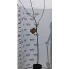 Datolyaszilva Mela Diospyros kaki Mela clt9 TR90/100