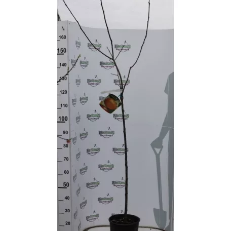 Datolyaszilva Mela Diospyros kaki Mela clt9 TR90/100