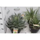 Agave fajták 20 cm-es cserépben