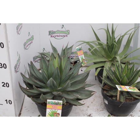 Agave fajták 20 cm-es cserépben