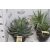 Agave fajták 20 cm-es cserépben