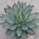Agave fajták 20 cm-es cserépben