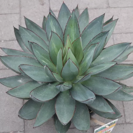 Agave fajták 20 cm-es cserépben