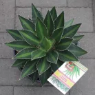 Agave fajták 20 cm-es cserépben