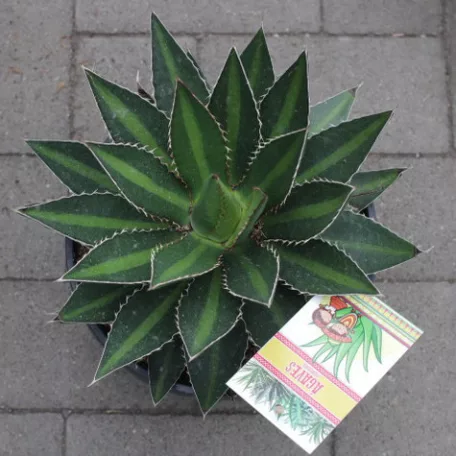 Agave fajták 20 cm-es cserépben