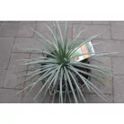 Agave fajták 20 cm-es cserépben