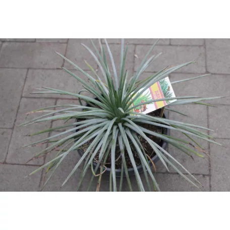 Agave fajták 20 cm-es cserépben