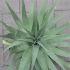 Agave fajták 20 cm-es cserépben