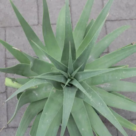 Agave fajták 20 cm-es cserépben