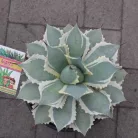 Agave fajták 20 cm-es cserépben