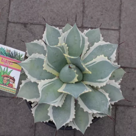 Agave fajták 20 cm-es cserépben