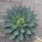 Agave fajták 20 cm-es cserépben
