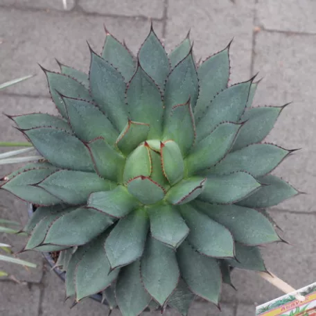 Agave fajták 20 cm-es cserépben