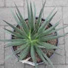 Agave fajták 20 cm-es cserépben