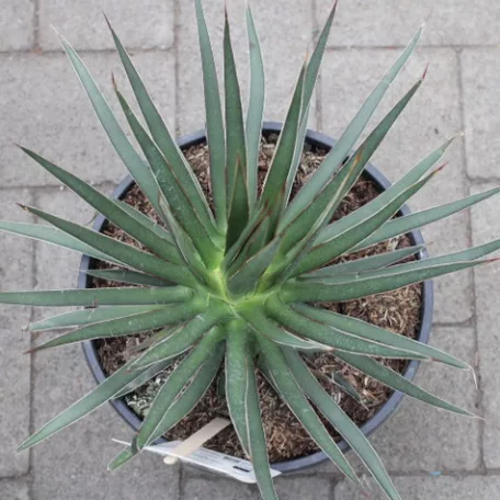 Agave fajták 20 cm-es cserépben