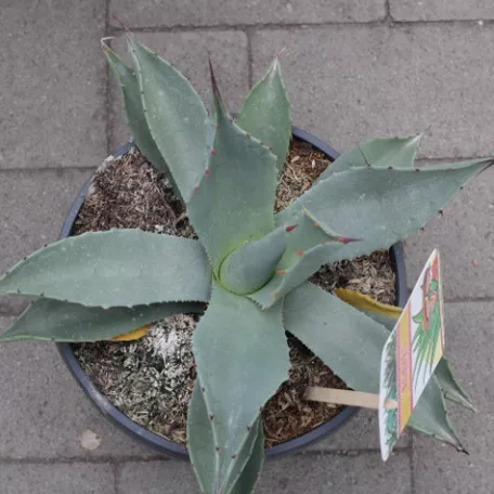 Agave fajták 20 cm-es cserépben