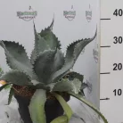 Agave fajták 25 cm-es cserépben