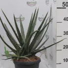 Agave fajták 25 cm-es cserépben