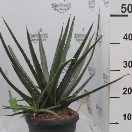 Agave fajták 25 cm-es cserépben