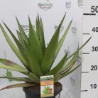 Agave fajták 25 cm-es cserépben