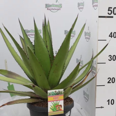 Agave fajták 25 cm-es cserépben
