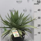 Agave fajták 25 cm-es cserépben