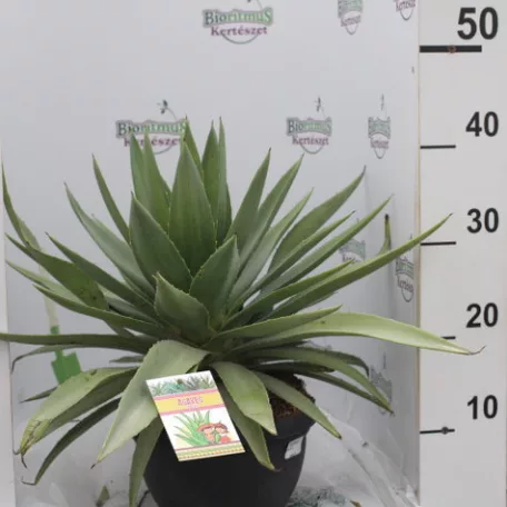 Agave fajták 25 cm-es cserépben
