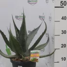 Agave fajták 25 cm-es cserépben