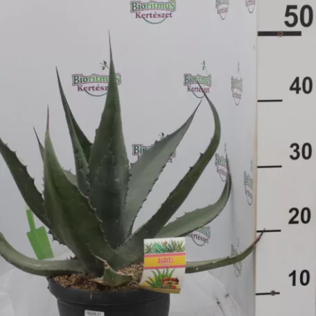 Agave fajták 25 cm-es cserépben