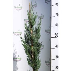   Green Rocket oszlopos leyland ciprus Cupressocyparis ley. Green Rocket K3 40/60