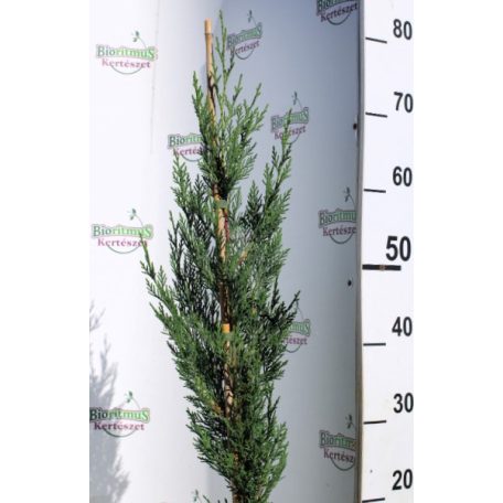 Green Rocket oszlopos leyland ciprus Cupressocyparis ley. Green Rocket K3 40/60