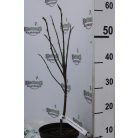 Nagyvirágú liliomfa Magnolia soulangeana K2 40/60