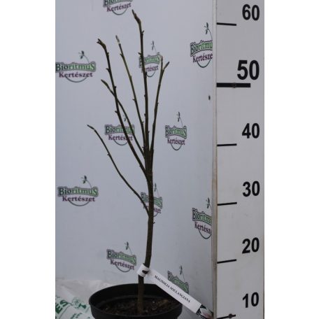 Nagyvirágú liliomfa Magnolia soulangeana K2 40/60