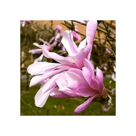 Liliomfa Magnólia Leonard Messel K5 100/125