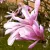 Liliomfa Magnólia Leonard Messel K5 100/125