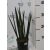 Hengeres anyósnyelv Sansevieria cylindrica spagetti 12 cm cserépben