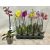 Lepkeorchidea Orchidea Phalaenopsis mix 1 stem 12 cm cserép