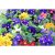 Szártalan kankalin (primula) mix Primula Acaulis double mix 11 cm cserép