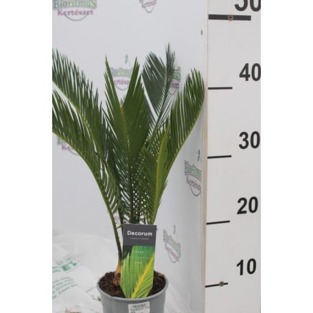 Cikász pálma CYCAS REVOLUTA 6+ levél 12 cm cserép