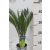 Cikász pálma CYCAS REVOLUTA 6+ levél 12 cm cserép