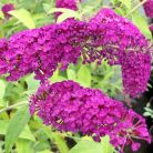 Illatos bíborlila nyáriorgona Buddleja d. Royal Red 40-50 cm