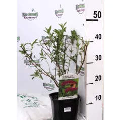  Illatos bíborlila nyáriorgona Buddleja d. Royal Red 40-50 cm