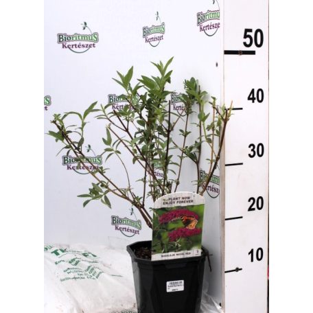 Illatos bíborlila nyáriorgona Buddleja d. Royal Red 40-50 cm