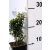 Puszpáng Buxus semperivens 20 cm