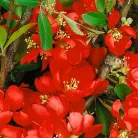 Japánbirs, Bíbor japánbirs Chaenomeles Clementine 30-40 cm